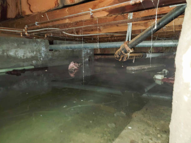 Best Mold removal after water damage  in Springfield, FL
